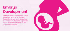 Embryo Development