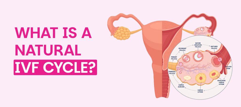 Natural IVF Cycle process illustration showing female reproductive system, ovarian follicles, egg development, and drug-free IVF treatment for infertility.