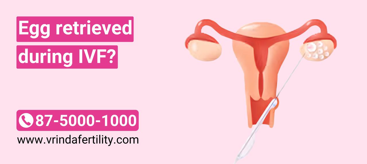 Read more about the article How Many Egg retrieved during IVF?