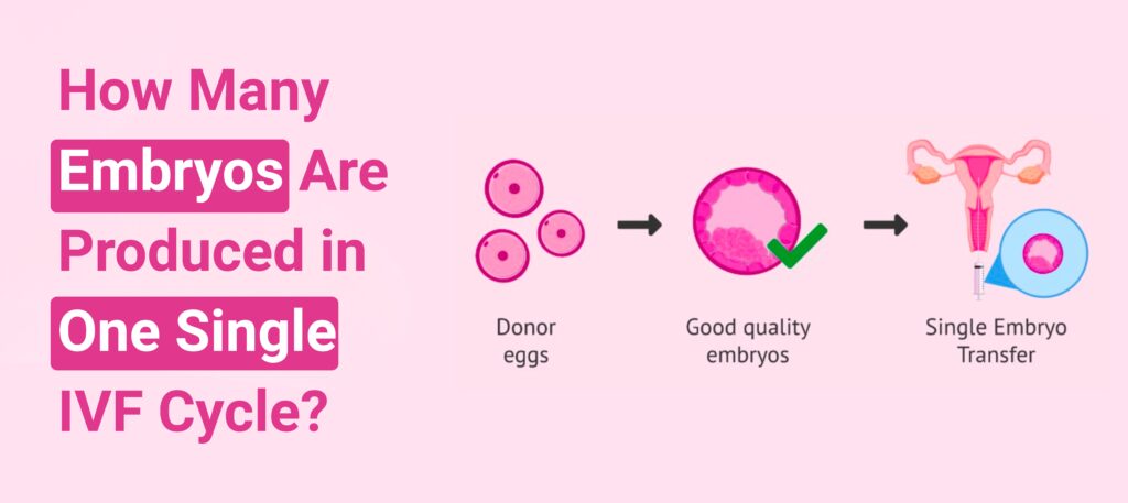 Number of embryos produced in one IVF cycle process